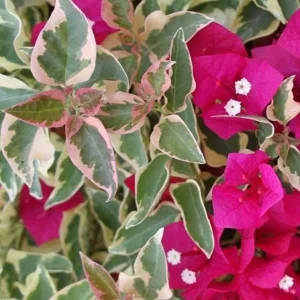 Raspberry Ice Bougainvillea Live Plants – Set of 3, 5-9