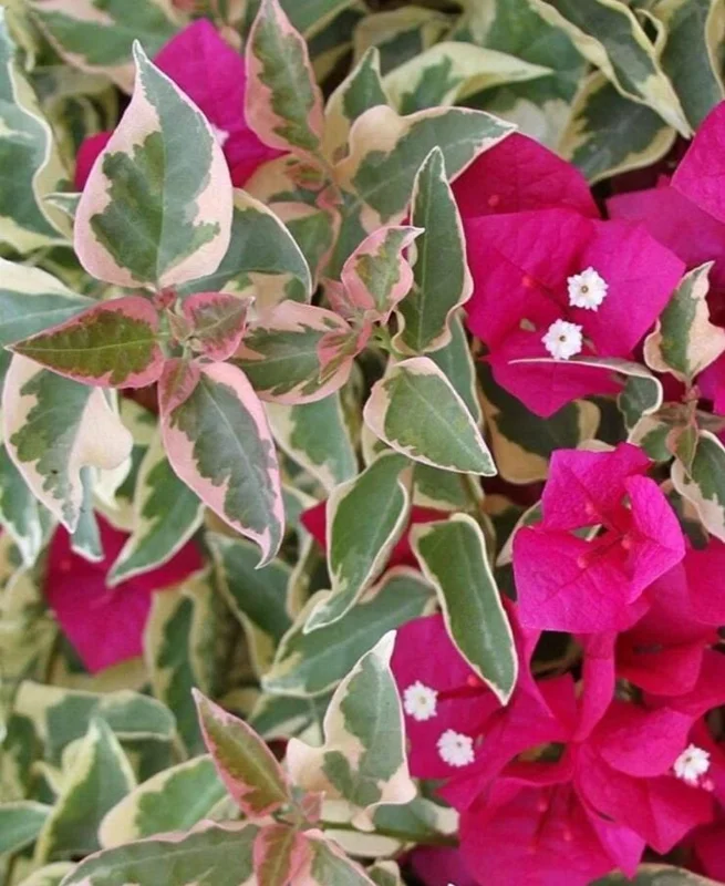 Raspberry Ice Bougainvillea Live Plants – Set of 3, 5-9" Tall Starter - Image 3