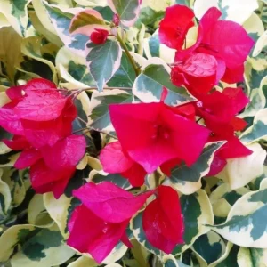 Raspberry Ice Bougainvillea Live Plants – Set of 3, 5-9