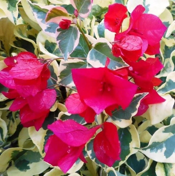 Raspberry Ice Bougainvillea Live Plants – Set of 3, 5-9" Tall Starter - Image 4
