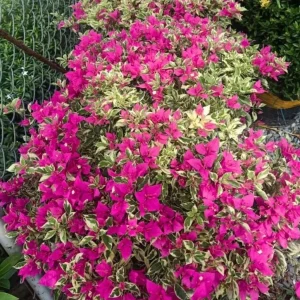 Raspberry Ice Bougainvillea Live Plants – Set of 3, 5-9