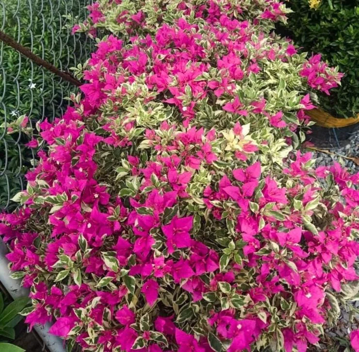 Raspberry Ice Bougainvillea Live Plants – Set of 3, 5-9" Tall Starter - Image 5