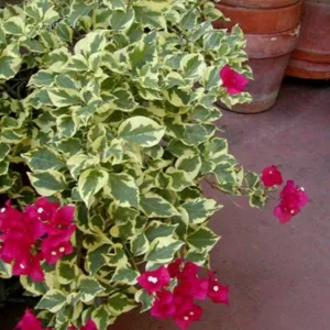 Raspberry Ice Bougainvillea Live Plants – Set of 3, 5-9