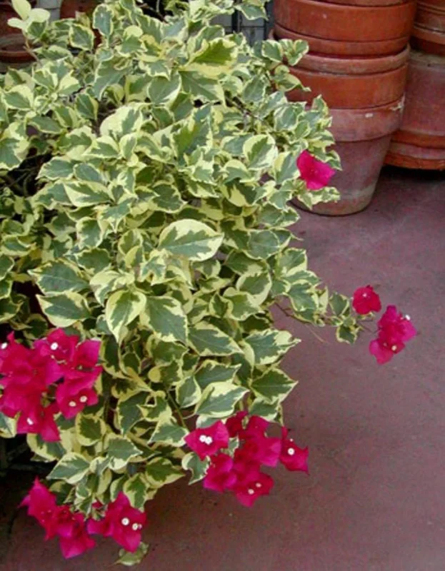 Raspberry Ice Bougainvillea Live Plants – Set of 3, 5-9" Tall Starter - Image 6