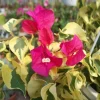 Raspberry Ice Bougainvillea Live Plants – Set of 3, 5-9" Tall Starter - Image 1