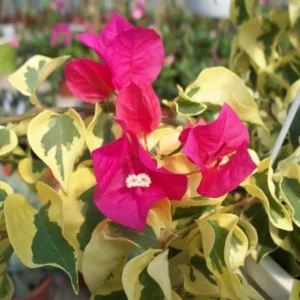 Raspberry Ice Bougainvillea Live Plants – Set of 3, 5-9