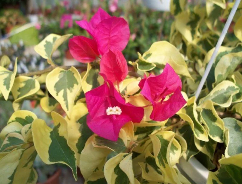 Raspberry Ice Bougainvillea Live Plants – Set of 3, 5-9" Tall Starter - Image 1