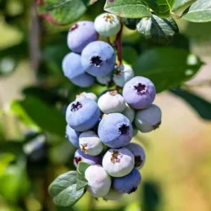 Rebel Blueberry Bush - Southern Highbush Live Starter Plant 4-6