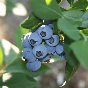 Rebel Blueberry Bush - Southern Highbush Live Starter Plant 4-6