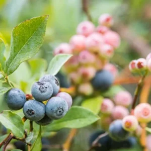 Rebel Blueberry Bush - Southern Highbush Live Starter Plant 4-6