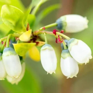 Rebel Blueberry Bush - Southern Highbush Live Starter Plant 4-6