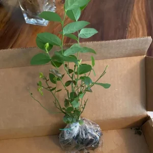 Rebel Blueberry Bush - Southern Highbush Live Starter Plant 4-6
