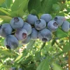 Rebel Blueberry Bush - Southern Highbush Live Starter Plant 4-6" Tall - Early Harvest - Image 1