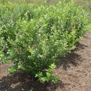Rebel Blueberry Bush - Southern Highbush Live Starter Plant 4-6