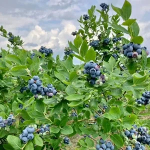 Rebel Blueberry Bush - Southern Highbush Live Starter Plant 4-6