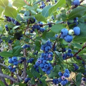 Rebel Blueberry Bush - Southern Highbush Live Starter Plant 4-6