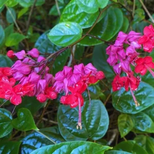 Red Bleeding Heart Vine Live Plant – Set of 3 Starter Plants – 5-9 Inches Tall – Tropical Climber - Image 2