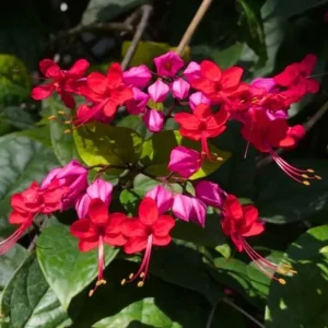 Red Bleeding Heart Vine Live Plant – Set of 3 Starter Plants – 5-9 Inches Tall – Tropical Climber - Image 3