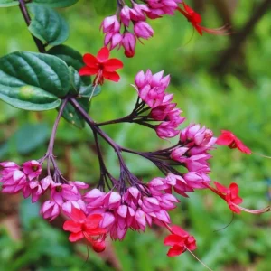 Red Bleeding Heart Vine Live Plant – Set of 3 Starter Plants – 5-9 Inches Tall – Tropical Climber - Image 4