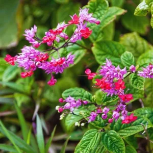 Red Bleeding Heart Vine Live Plant – Set of 3 Starter Plants – 5-9 Inches Tall – Tropical Climber - Image 5