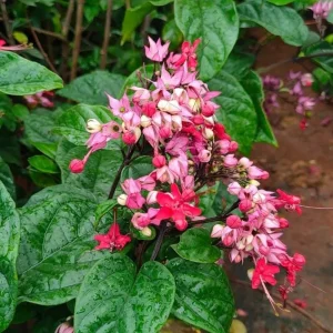 Red Bleeding Heart Vine Live Plant – Set of 3 Starter Plants – 5-9 Inches Tall – Tropical Climber - Image 6