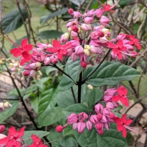 Red Bleeding Heart Vine Live Plant – Set of 3 Starter Plants – 5-9 Inches Tall – Tropical Climber - Image 7