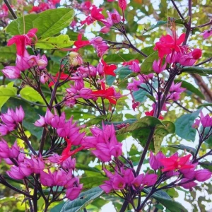 Red Bleeding Heart Vine Live Plant – Set of 3 Starter Plants – 5-9 Inches Tall – Tropical Climber - Image 8