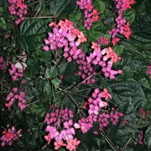 Red Bleeding Heart Vine Live Plant – Set of 3 Starter Plants – 5-9 Inches Tall – Tropical Climber - Image 9