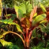 Red Cuban Banana Tree Live Plant - 6-8" Starter - Tropical Fruit - USDA Zones 9-11 - Image 1