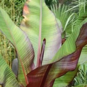 Red Cuban Banana Tree Live Plant - 6-8