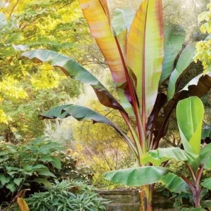 Red Cuban Banana Tree Live Plant - 6-8