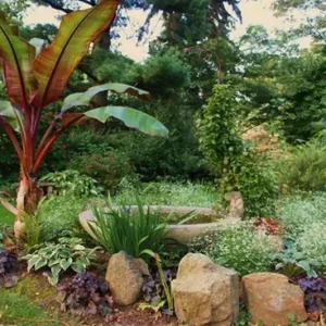 Red Cuban Banana Tree Live Plant - 6-8