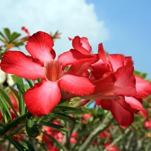 Red Desert Rose Live Plant - Adenium Obesum Starter - 6-8 in Tall - Outdoor Succulent - Image 2