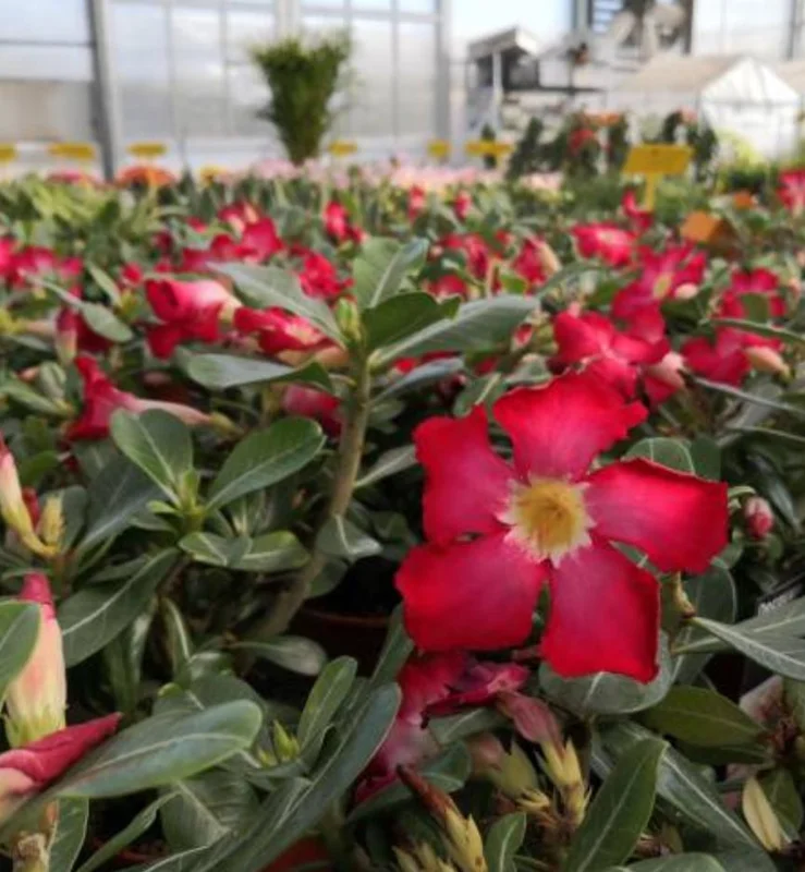 Red Desert Rose Live Plant - Adenium Obesum Starter - 6-8 in Tall - Outdoor Succulent - Image 4