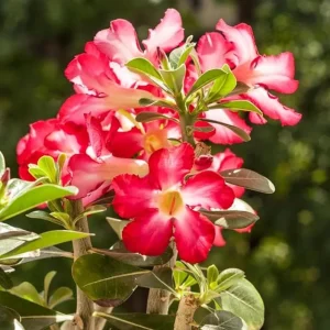 Red Desert Rose Live Plant - Adenium Obesum Starter - 6-8 in Tall - Outdoor Succulent - Image 1