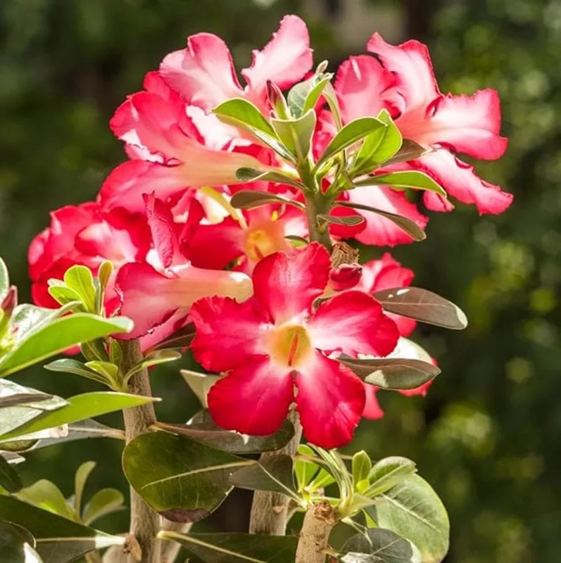 Red Desert Rose Live Plant - Adenium Obesum Starter - 6-8 in Tall - Outdoor Succulent - Image 1