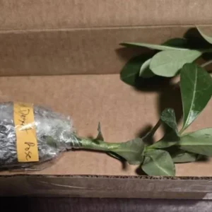 Red Desert Rose Live Plant - Adenium Obesum Starter - 6-8 in Tall - Outdoor Succulent - Image 5