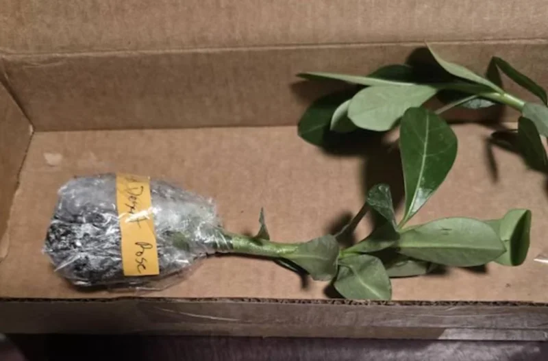 Red Desert Rose Live Plant - Adenium Obesum Starter - 6-8 in Tall - Outdoor Succulent - Image 5