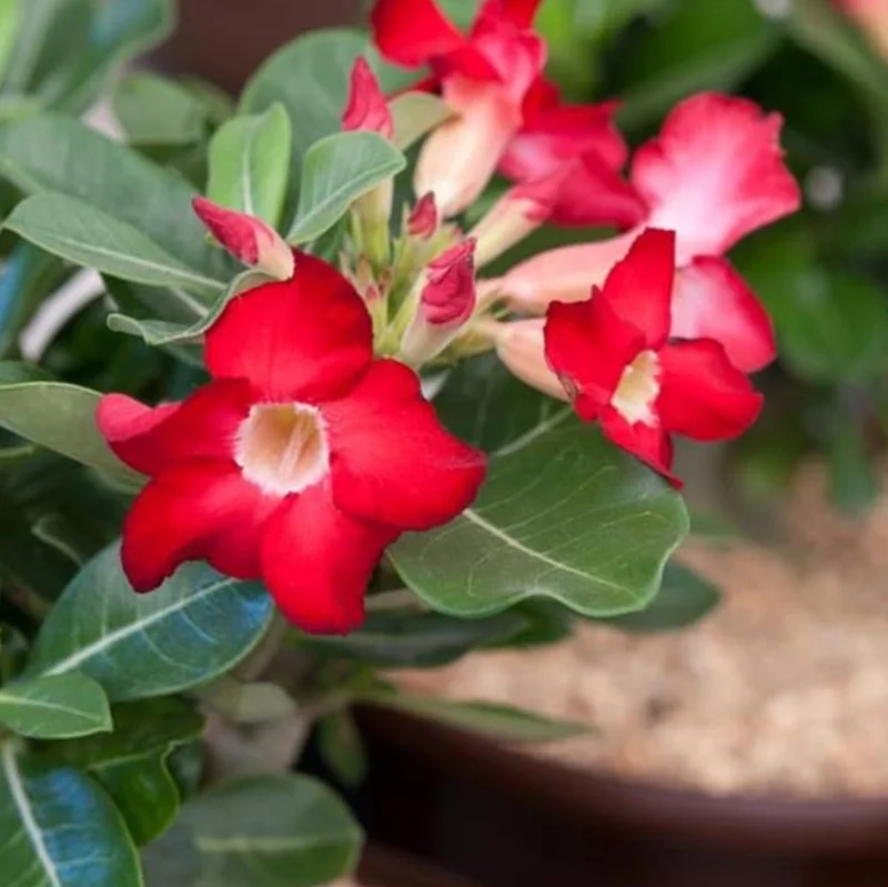Red Desert Rose Live Plant - Adenium Obesum Starter - 6-8 in Tall - Outdoor Succulent - Image 6