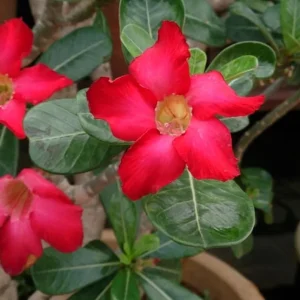 Red Desert Rose Live Plant - Adenium Obesum Starter - 6-8 in Tall - Outdoor Succulent - Image 7