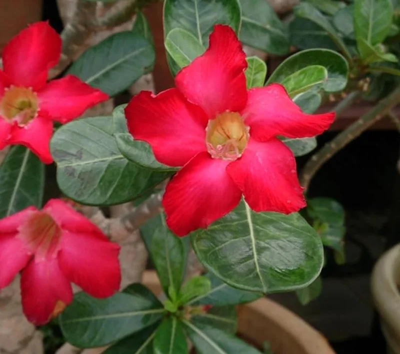 Red Desert Rose Live Plant - Adenium Obesum Starter - 6-8 in Tall - Outdoor Succulent - Image 7