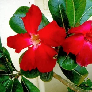 Red Desert Rose Live Plant - Adenium Obesum Starter - 6-8 in Tall - Outdoor Succulent - Image 8