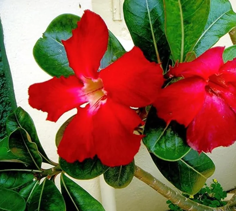 Red Desert Rose Live Plant - Adenium Obesum Starter - 6-8 in Tall - Outdoor Succulent - Image 8