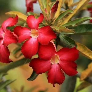 Red Desert Rose Live Plant - Adenium Obesum Starter - 6-8 in Tall - Outdoor Succulent - Image 9