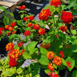 Red Lantana Camara Live Plants, Set of 2, 4-6