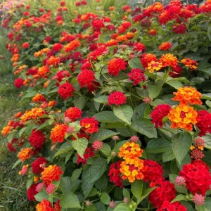 Red Lantana Camara Live Plants, Set of 2, 4-6