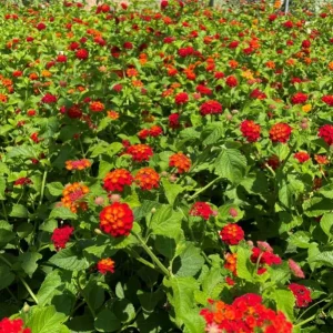 Red Lantana Camara Live Plants, Set of 2, 4-6