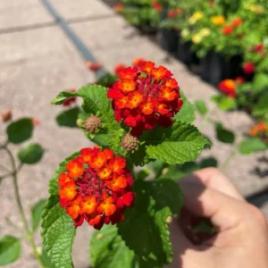 Red Lantana Camara Live Plants, Set of 2, 4-6