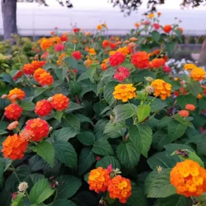 Red Lantana Camara Live Plants, Set of 2, 4-6
