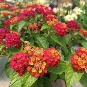 Red Lantana Live Plants 2-Pack, 4-6" Tall, Attracts Butterflies & Hummingbirds, Low Maintenance - Image 2